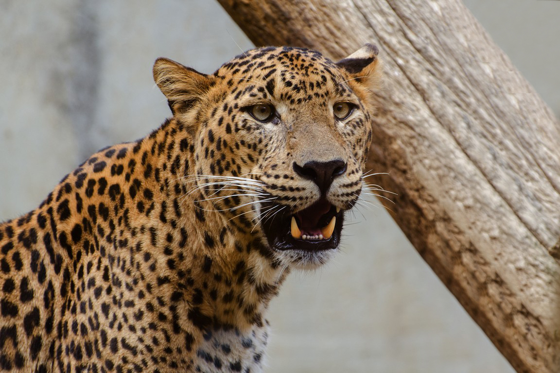 Zoo Jihlava