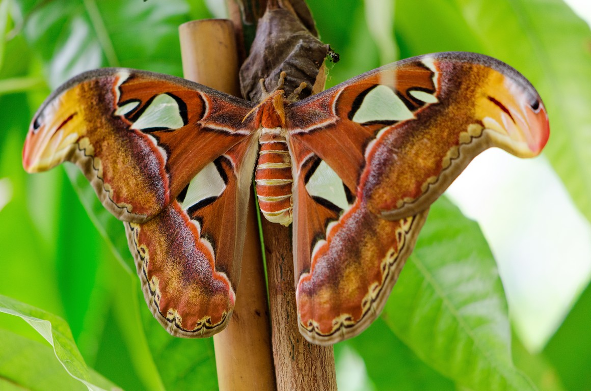 Attacus atlas 