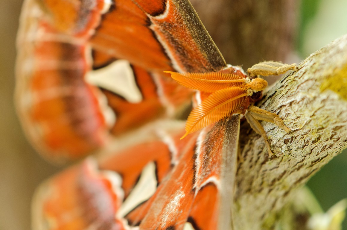Attacus atlas 