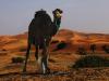 Merzouga
