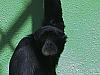 Siamang (Hylobates syndactylus)