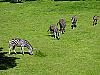 Zebra Chapmanova (Equus quagga chapmanni)
