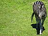 Zebra Chapmanova (Equus quagga chapmanni)