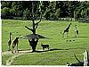 ZOO Praha