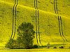 Slavkovsko