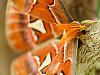 Attacus atlas 